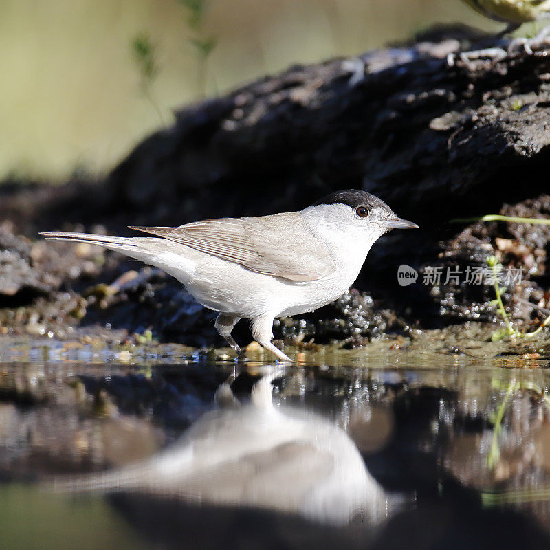 黑冠莺(Sylvia atricapilla)雄性沐浴